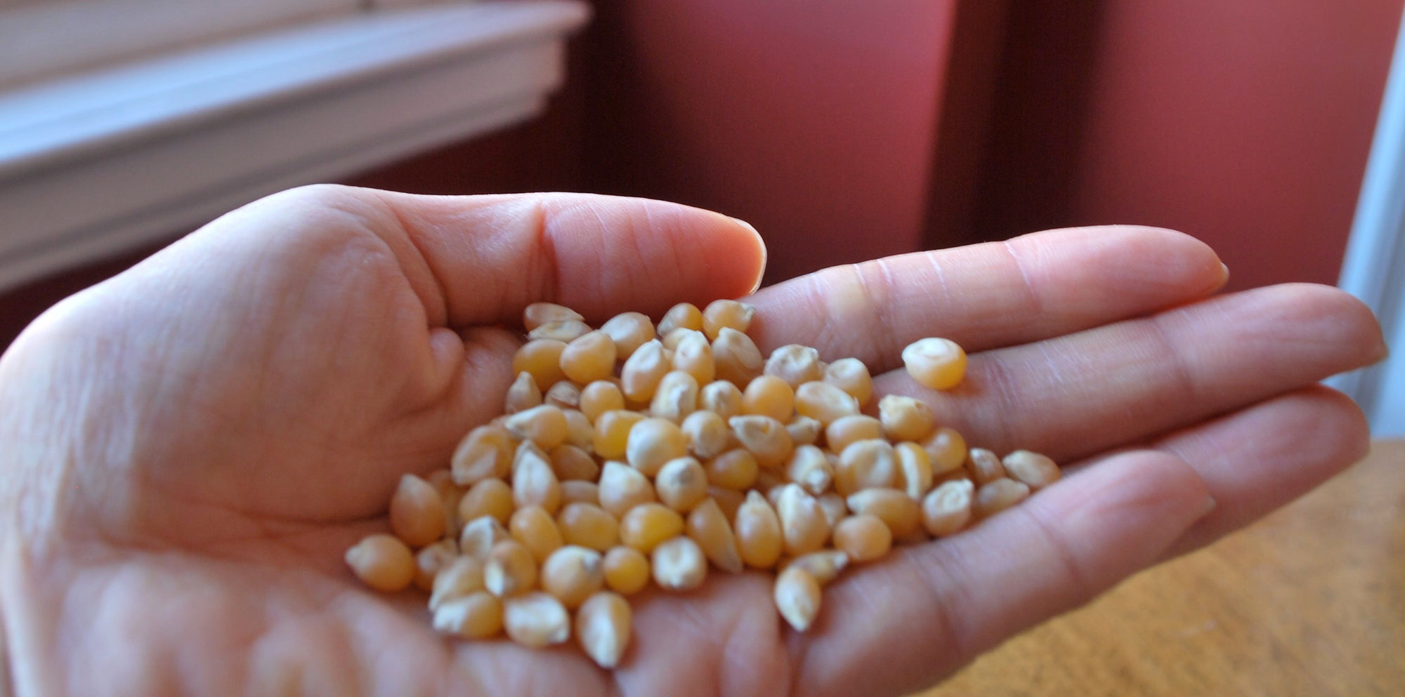 Handful of Pop Karma popcorn kernels